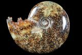 Polished, Agatized Ammonite (Cleoniceras) - Madagascar #94263-1